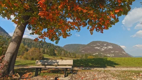 Empty bench under autumn tree at the shore of the Bohinj lake, Slovenia. Stock Footage 119756903