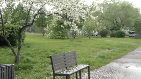Empty bench under blooming apple tree after rain in spring city park. Flowe.. Stock Footage 335993679