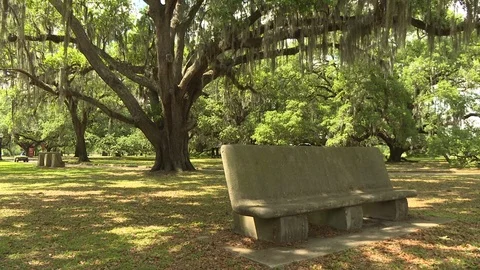 Empty bench under a huge shady tree in park Stock Footage 84509699