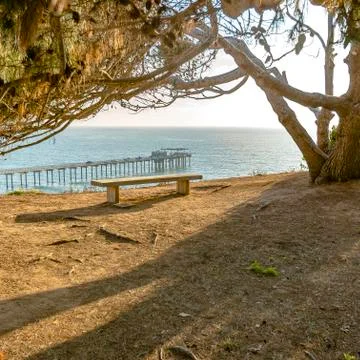 Empty bench under a tree overlooking Scripps Pier Stock Photos