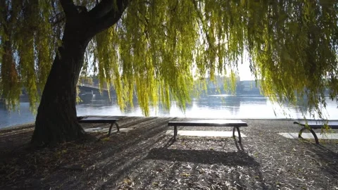 Empty bench under a yellow willow during fall at Rhine river with golden sunset Stock Footage 260741848