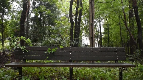 Empty bench in the woods Video stock 89173248