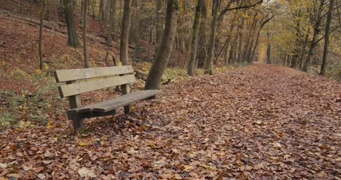 Empty Bench in Yellow European Forest during Autumn with Leaves Falling Stock Footage 146900698