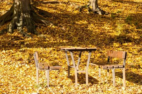 Empty Benches and Table in Park Covered with Autumn Leaves Stock Photos