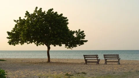 Empty Benches And A Tree By The Sea At Sunset Stock Footage 100994678