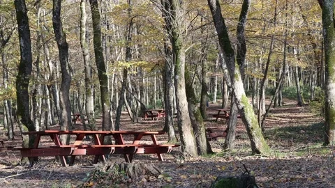 Empty benches at forest park Stock Footage 166801600