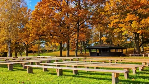 Empty benches in an open air theater during a sunny autumn day with golden trees Stock Footage 339904210