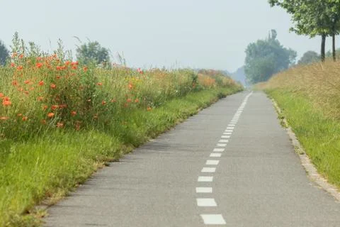 Empty bicycle path lined with red poppy flowers. Stock Photos