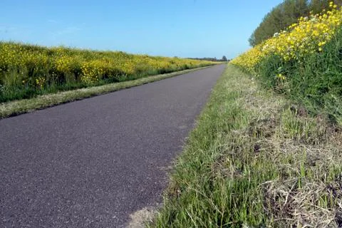 Empty bicycle path with yellow spring flowers Stock Photos