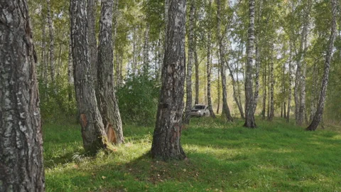 Empty birch grove camping clearing bathed in dappled sunlight, tall trunks and Stock Footage 334795003