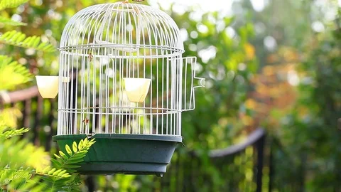 Empty bird cage garden hd Stock Footage 94439140