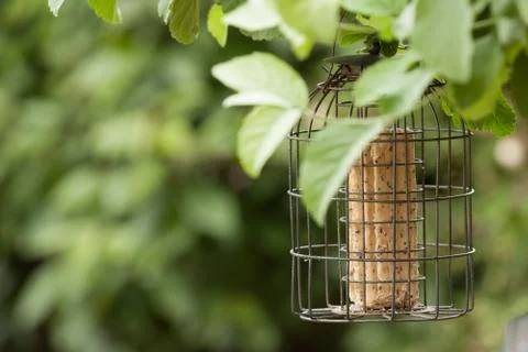 Empty bird feeder Stock Photos