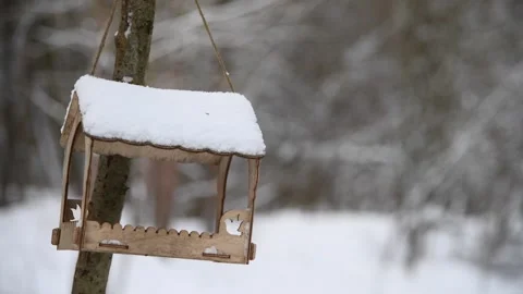 Empty bird feeder in winter forest Stock Footage 259470061