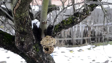 Empty bird house at winter on the old apple tree Stock Footage 98819653