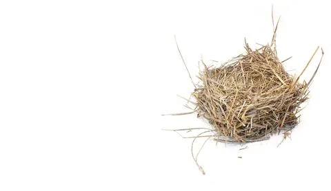 Empty Bird nest from eastern bluebird made with old brown pine needles.  Sq.. Stock Photos