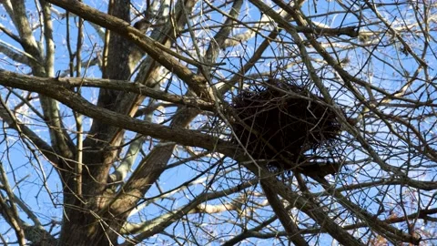Empty Bird Nest in Fall, Winter Stock Footage 169818439