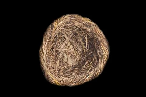 Empty bird nest isolated on black background 스톡 일러스트