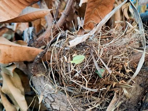 Empty bird nest made of dry twigs and leaves in nature. Stock Photos