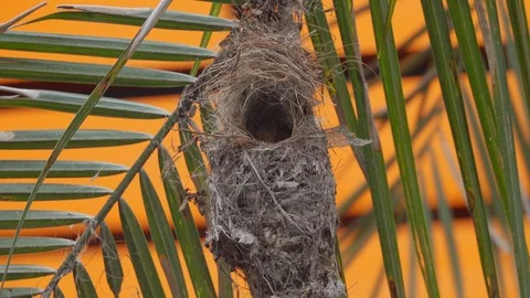 Empty Bird Nest of Olive-Backed Sunbird (Cinnyris jugularis) Stock Footage 102443136