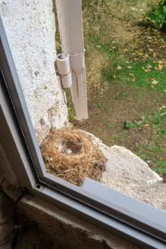 An empty bird nest with one opened egg. Stock Photos
