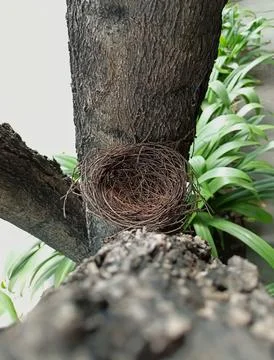 Empty bird nest 写真素材