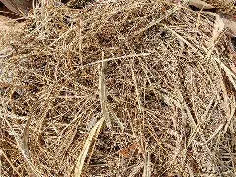 Empty bird nest Stock Photos