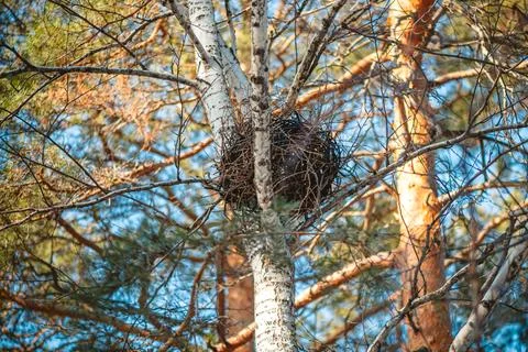 Empty bird nest resting securely amidst the branches of a birch tree, set aga Stock Photos