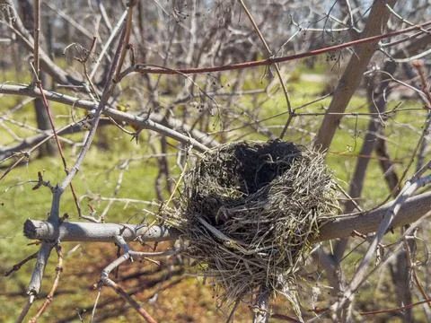 Empty bird nest on tree branches Stock Photos