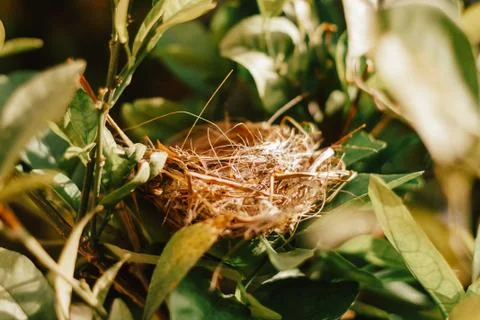 Empty bird nest in tree with green leaves. Living nature concept. Stock Photos