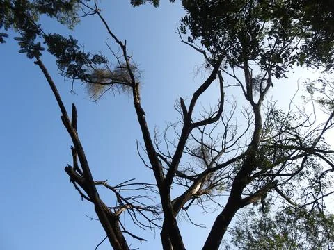 Empty bird nests Foto stock