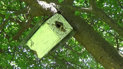 Empty Birdhouse tilt Video stock 49886942