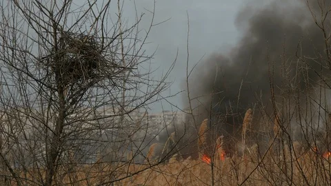 Empty birds house on the dry tree in the reed field. Fire is coming on Stock Footage 105017936