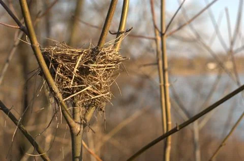 Empty bird's nest on bare tree branches in spring Stock Photos