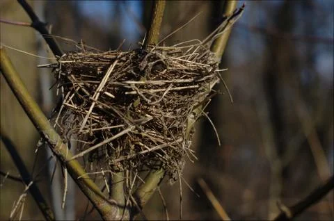 Empty bird's nest on bare tree branches in spring Stock Photos