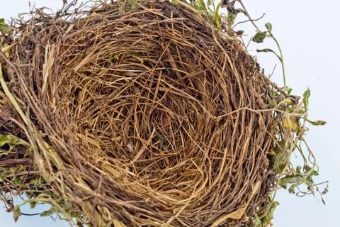 Empty bird's nest Stock-Fotos