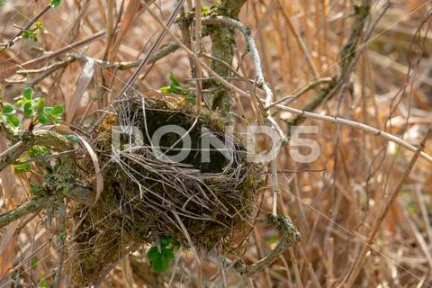 An empty bird's nest in a shrub Stock Photos