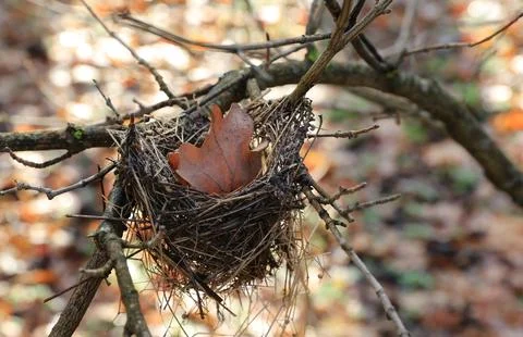 Empty bird's nest with a single brown leaf resting inside on a tree branch Stock Photos