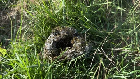 An empty bird's nest with soft fluffy feathers lies on the grass Stock Footage 315172080