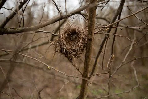 Empty bird's nest on a tree in the forest Stock Photos