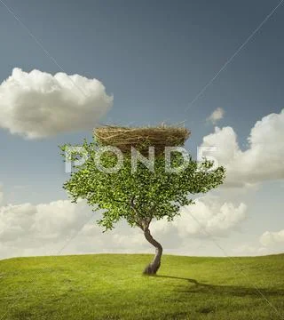 Empty Bird's Nest In Tree