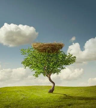 Empty bird's nest in tree Stock Illustration