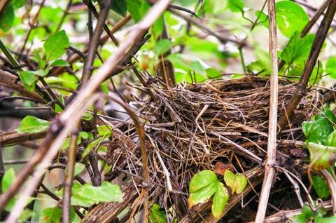 Empty birds nest in tree Stock Photos