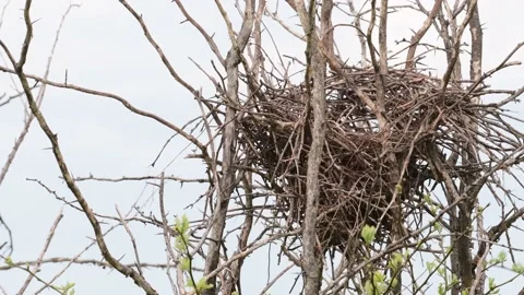 Empty bird's nest in the wild Stock Footage 196742538
