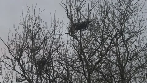 Empty Birdsnests Sitting In Bare Tree's On A Grey Sky Day Stock Footage 303552877