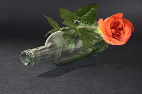 Empty blanc wine bottle witk red rose on black background Stock Photos