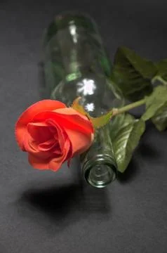 Empty blanc wine bottle witk red rose on black background, art, decoration Stock Photos