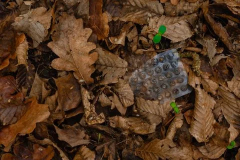 Empty blister pack littered among dry forest leaves - environmental pollution Stock Photos