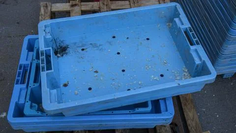 Empty blue plastic fish boxes stacked on a wooden pallet at a commercial fi.. Foto stock