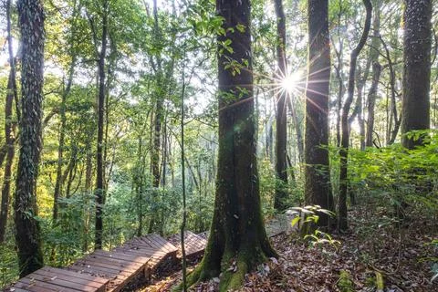 An empty boardwalk in the cloud forest at sunrise. Foto stock