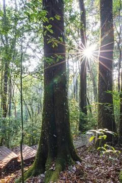 An empty boardwalk in the cloud forest at sunrise. Stock Photos
